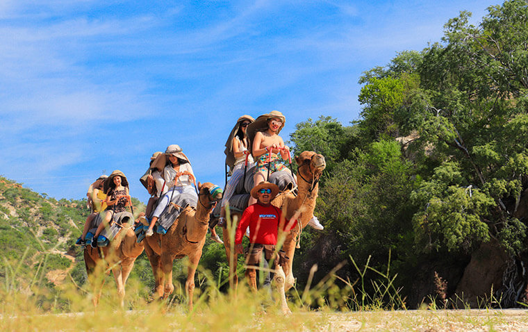 Land activities camel Los Cabos